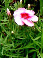 �f�B�A���c�X(Dianthus) '�R���i�`�F���[�}�W�b�N'