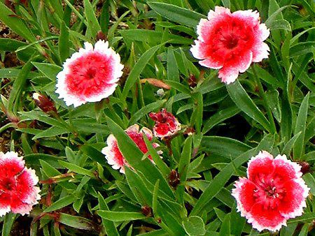�~�j�p���\���E�G�b�W�X�J�[���b�g