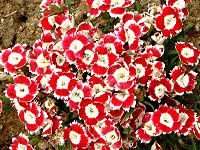 �f�B�A���c�X�E�`�l���V�X var. �Z���y���t�������X�i�g�R�i�c�j '�~�j�p���\���E�z���C�g���b�h'