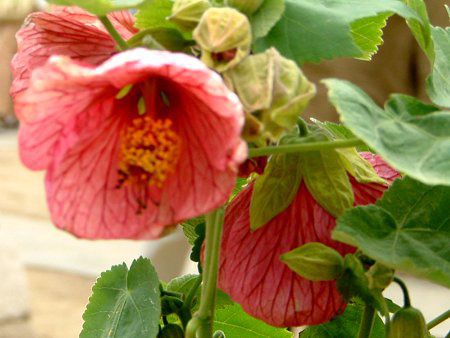 �A�u�`����(Abutilon)