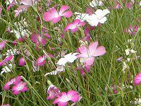 �A�O���X�e���}(Agrostemma githago)