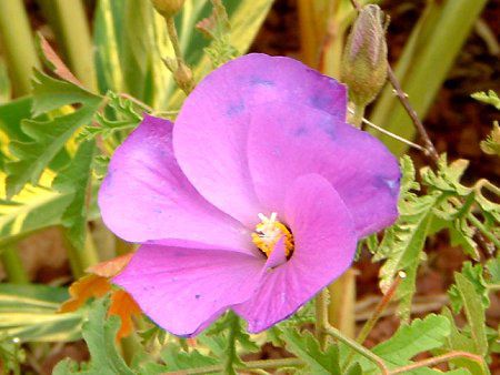 �u���[�n�C�r�X�J�X(Blue hibiscus)