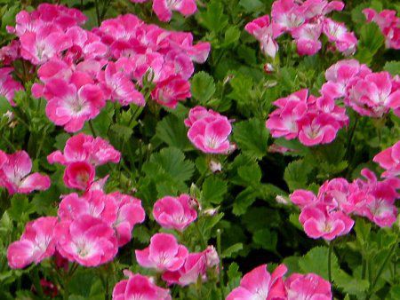 �y�����S�j�E�� ���[�K���O���[�v '�T�[�t�B���E�p�[�v��'(Pelargonium Regal Group'Surfin Purple')