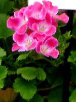 �y�����S�j�E�� ���[�K���O���[�v '�T�[�t�B���E�p�[�v��'(Pelargonium Regal Group'Surfin Purple')