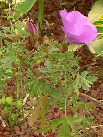 �u���[�n�C�r�X�J�X(Blue hibiscus)