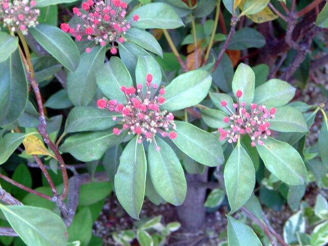 �J���~�A�E�I�X�{���b�h(Kalmia Osbo Red)