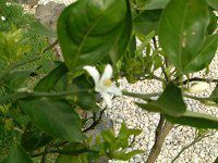 �E���V���E�~�J���i���B�����j