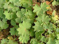 �A���P�~�������X�iAlchemilla molis�j