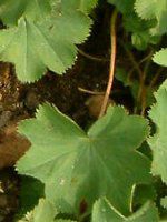 �A���P�~�������X�iAlchemilla molis�j