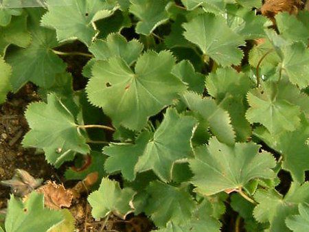 �A���P�~�������X(Alchemilla molis)