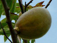 �A�[�����h(Almond)