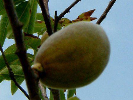 �A�[�����h���iAlmond�j