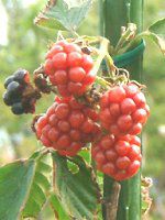 �u���b�N�x���[ '�\�[���t���['�iBlack berry 'Thornfree'�j