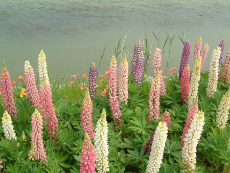 ���s�i�X(Lupinus)