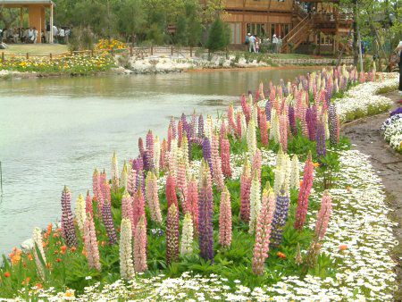 ���s�i�X(Lupinus)