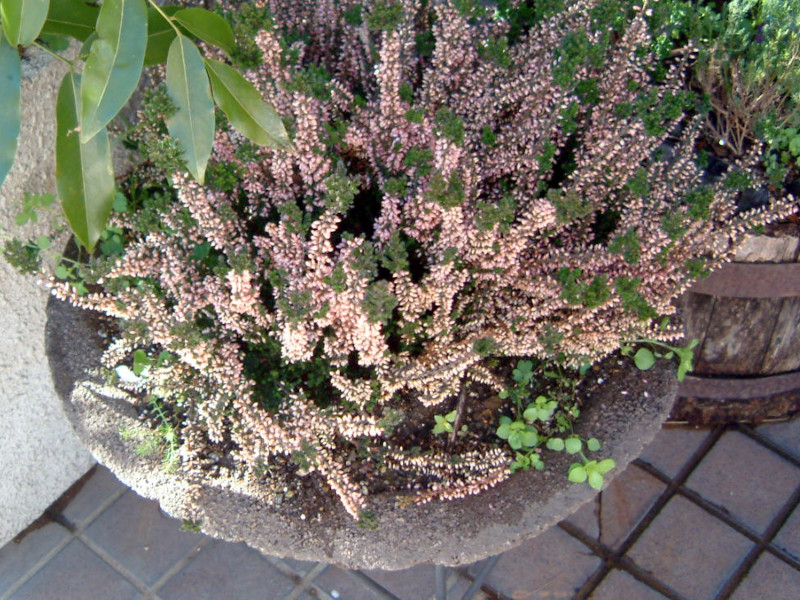 �J���[�i�E�u���K���X(Colluna vulgaris)
