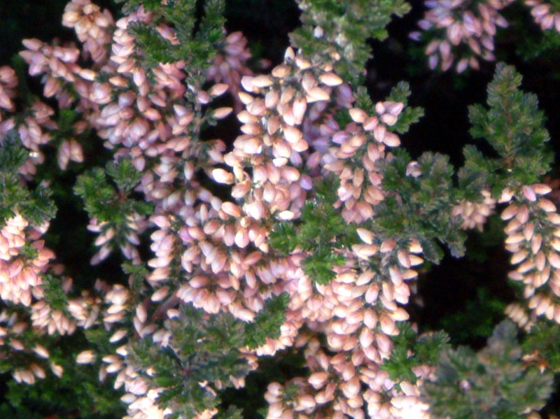 �J���[�i�E�u���K���X(Colluna vulgaris)