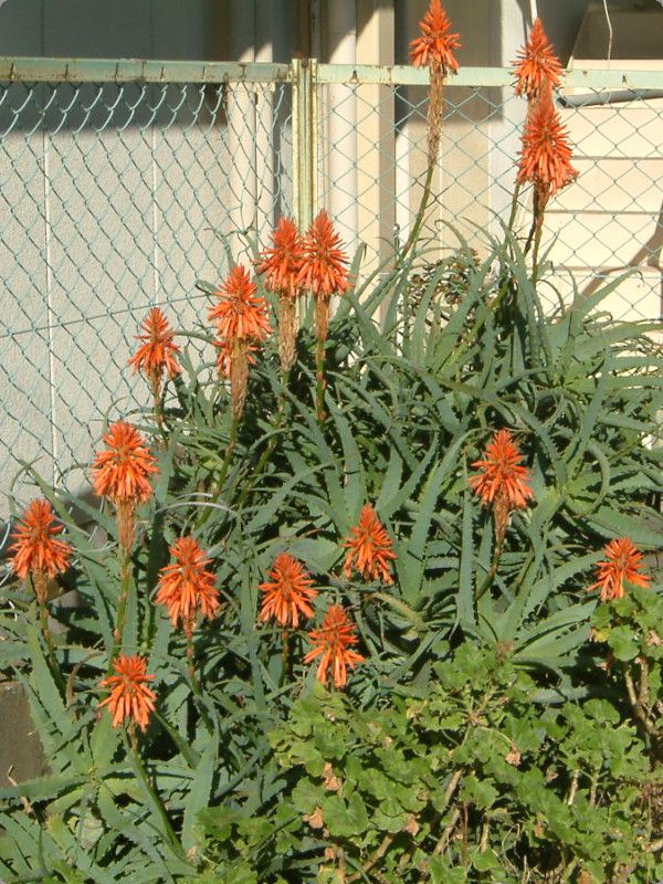 �ؗ��A���G(Aloe)