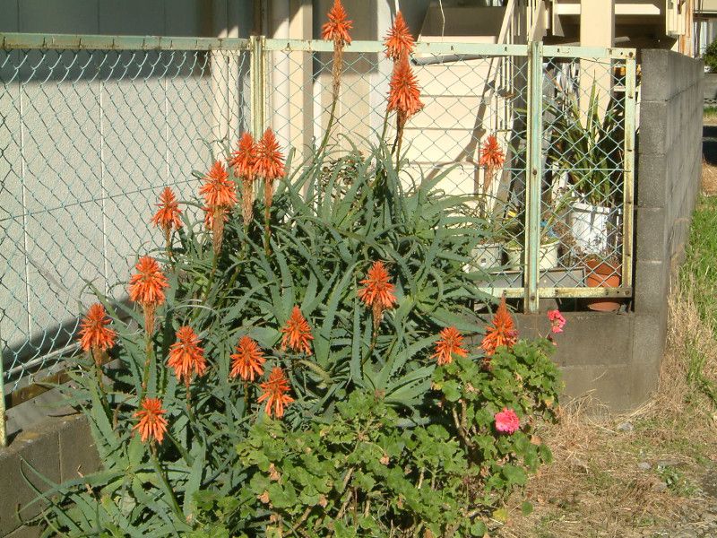 �ؗ��A���G(Aloe)