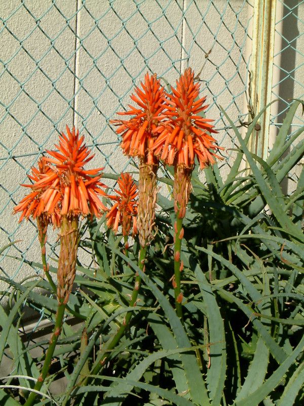 �ؗ��A���G(Aloe)