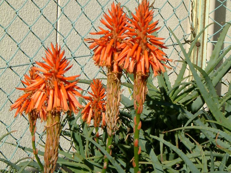 �ؗ��A���G(Aloe)