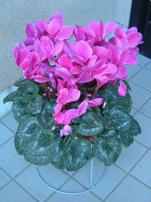 �V�N������(Cyclamen)