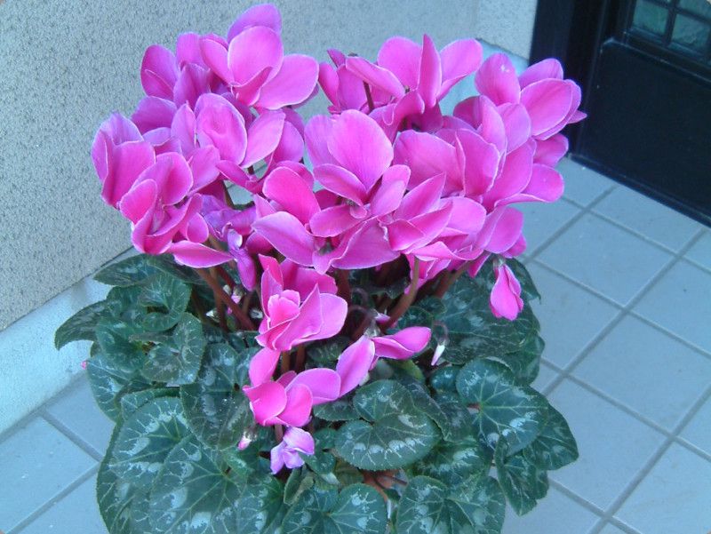 �V�N������(Cyclamen)