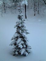 ��i�F-�N���X�}�X�c���[
