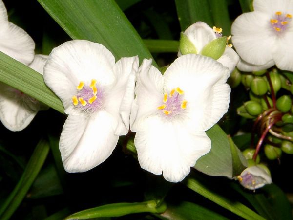 �g���f�X�J���`�A�E�A���_�[�\�j�A�i