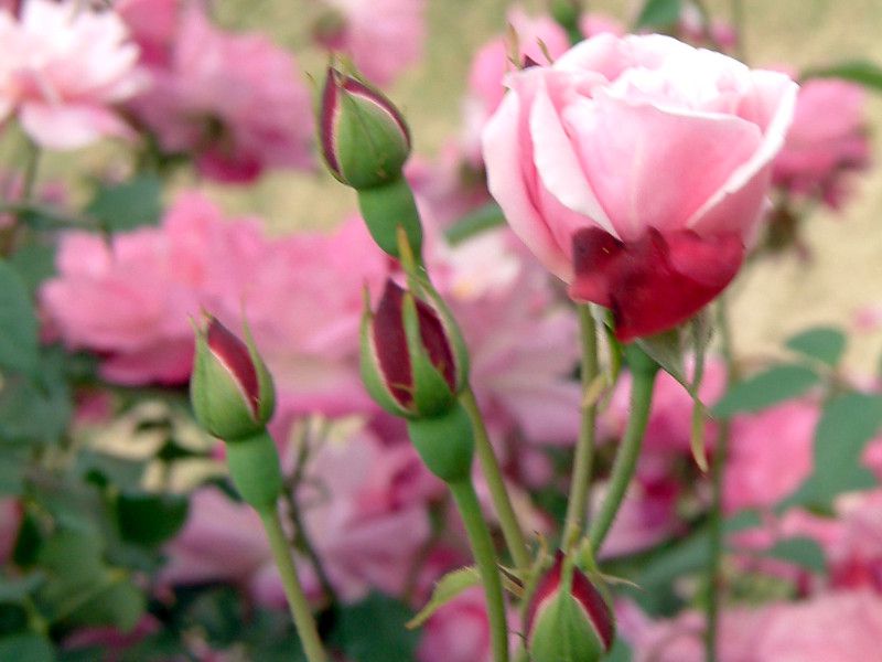 �R�E�V���o��