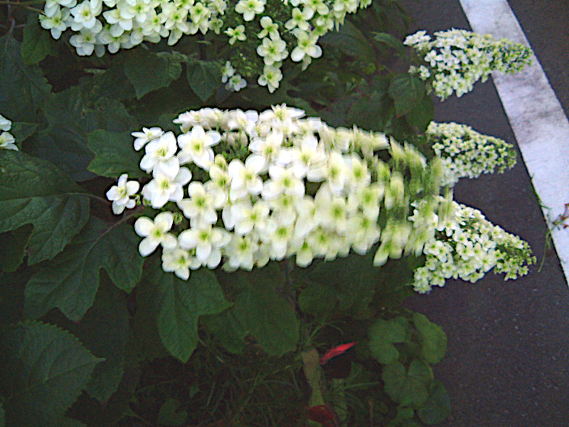 �J�V���o�A�W�T�C(���t���z��)