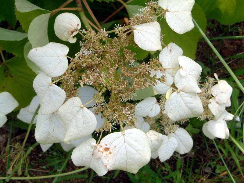 �C���K���~�i�◍�݁A�w���FSchizophragma hydrangeoides)