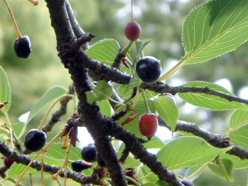 '�\���C�j�I�C'(������A�w���F Cerasus �~ yedoensis 'Somei-nioi')�j