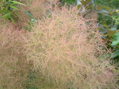 �X���[�N�c���[�E�I�[�����iSmoke tree aurora�j