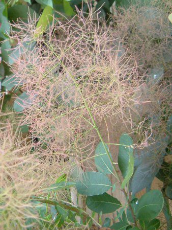 �X���[�N�c���[�E�I�[�����iSmoke tree aurora�j