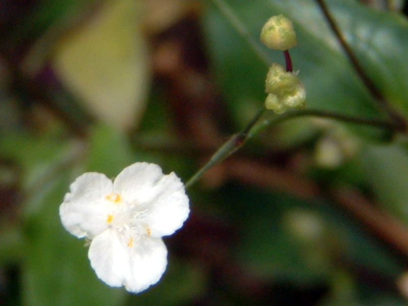 �u���C�_���x�[���iBridal veil�A�w���FGibasis pellucida�j