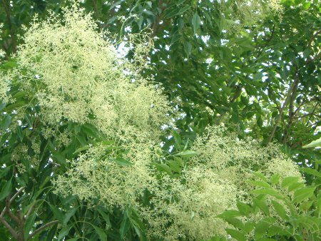 �X���[�N�c���[�iSmoke tree�j