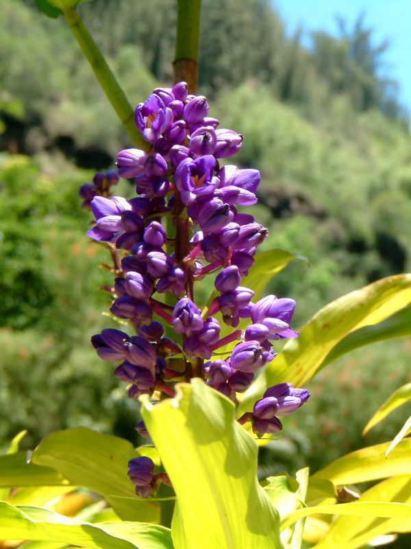 �u���[�E�W���W���[(Blue Ginger)