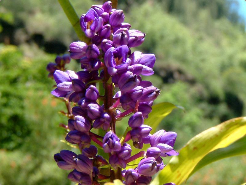 �u���[�E�W���W���[(Blue Ginger)