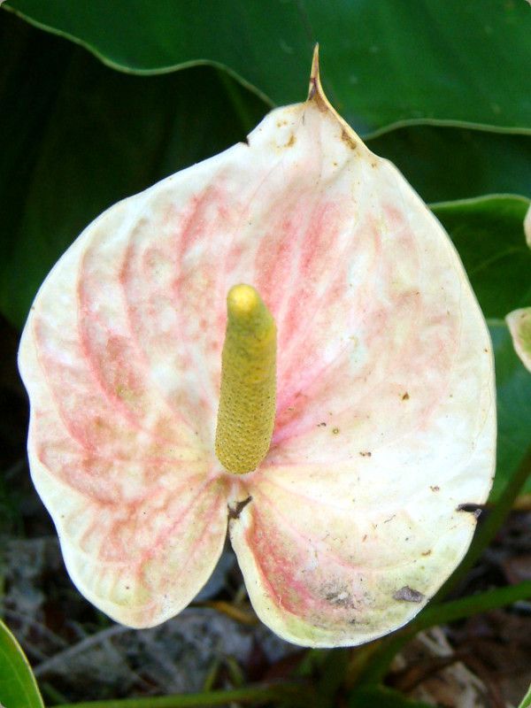 �A���X���E��(Anthurium)