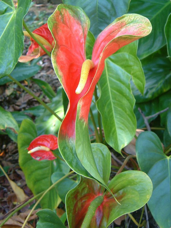 �A���X���E��(Anthurium)