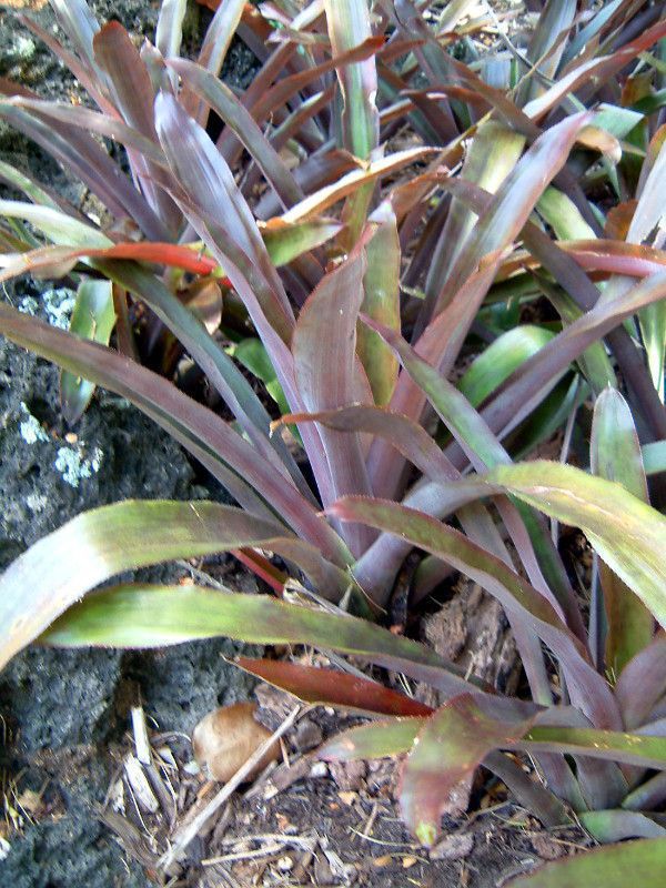 aechmea-lueddemann