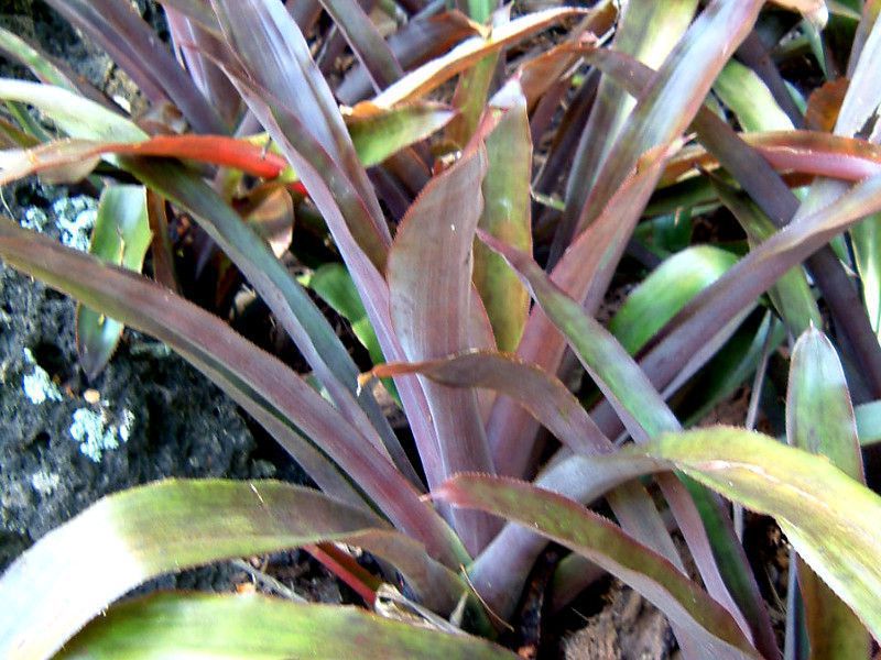 aechmea-lueddemann