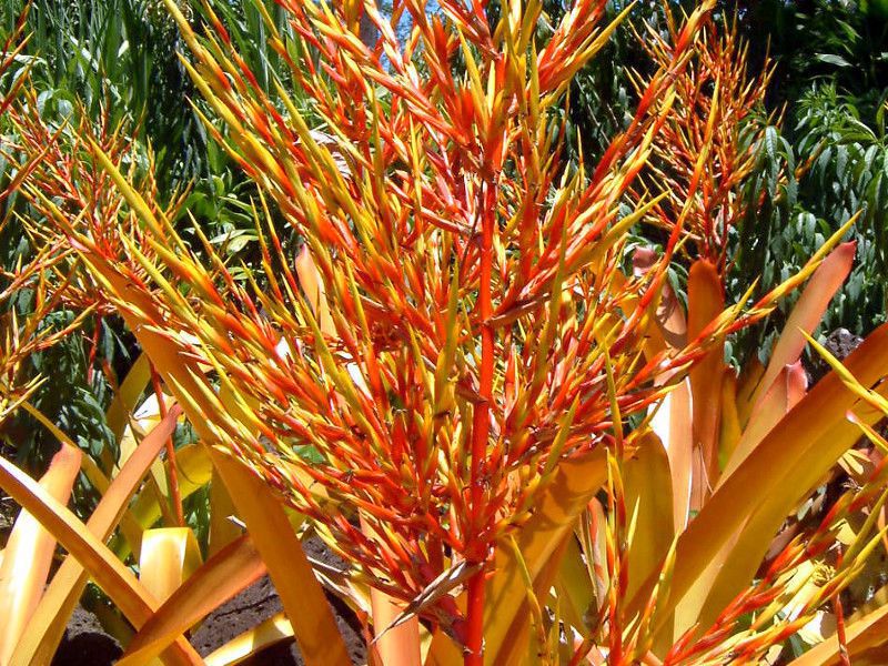�G�N���A(Aechmea blanchetiana)
