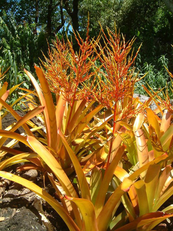 �G�N���A(Aechmea blanchetiana)