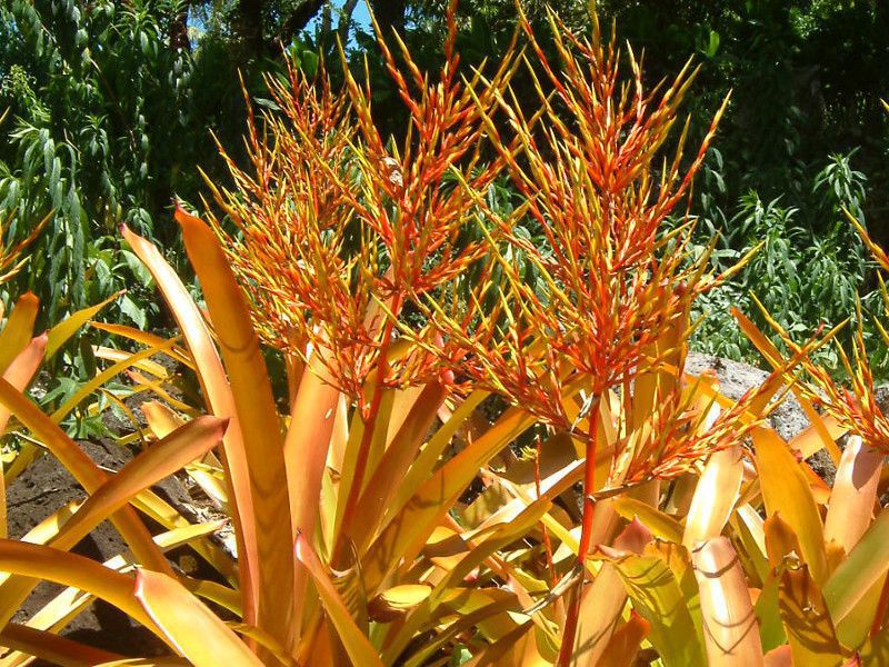 �G�N���A(Aechmea blanchetiana)