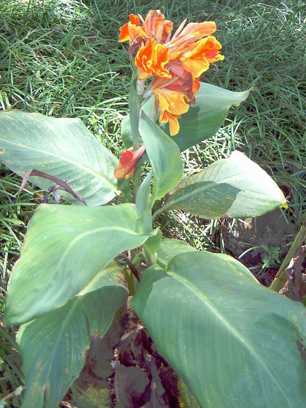 �J���i(Canna)