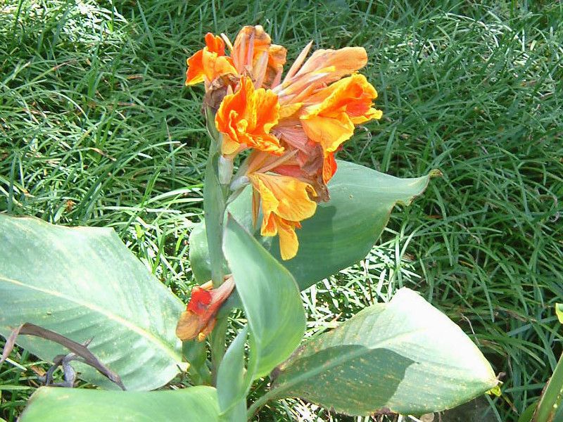 �J���i(Canna)