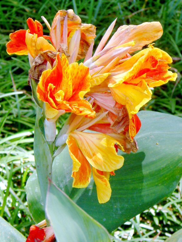 �J���i(Canna)