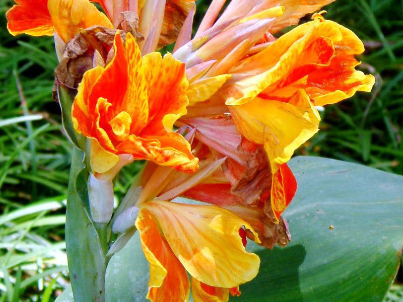�J���i(Canna)